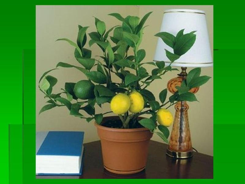 Выращивание лимонов в домашних условиях.