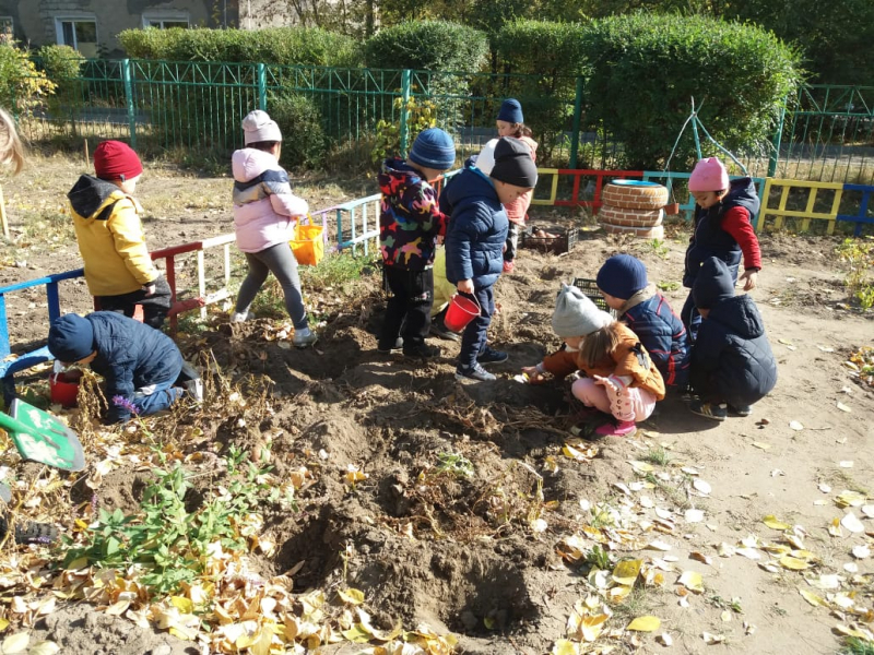 Сбор урожая на огороде в детском саду