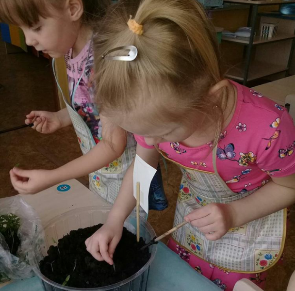 Дошкольники выращивают огородные растения на подоконнике