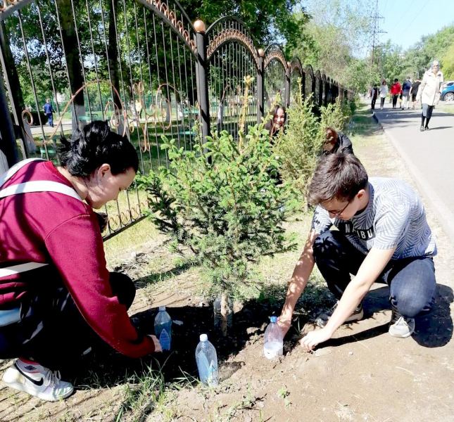 Павлодарские школьники используют капельный полив елей