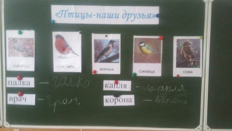 «Птицы- наши друзья»